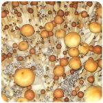 Псилоцибиновые (галлюциногенные)  грибы Psilocybin "Golden Teacher" в Норильске