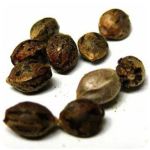 Семена марихуаны АК-47  (Seeds AK-47) в Норильске